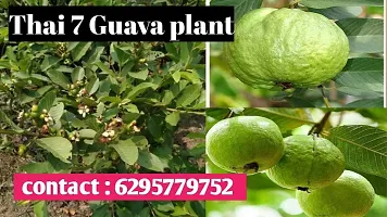 Guava Plant-thumb4