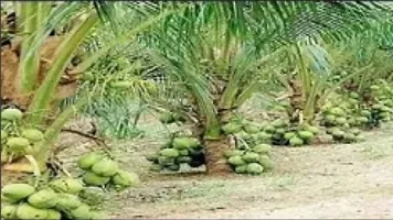 Natural Coconut Plant-thumb1