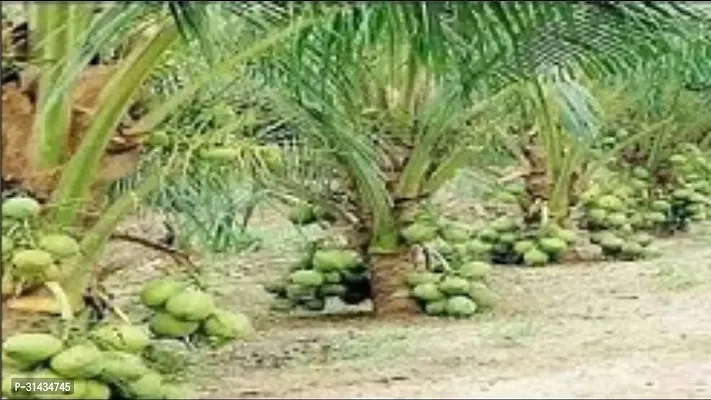 Natural Coconut Plant-thumb2