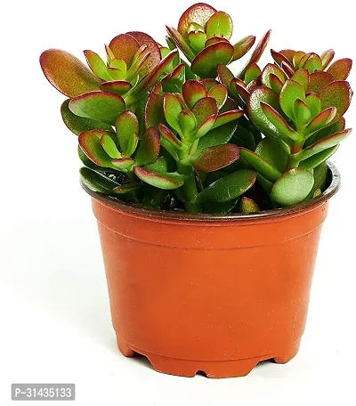 Natural Crassula Plant With Pot-thumb0