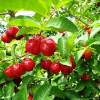 Natural Cherry Fruit Plant-thumb2