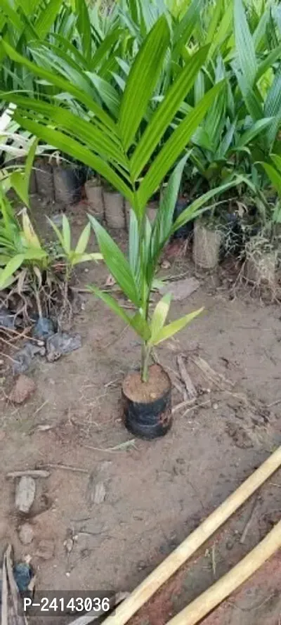 Betel Nut/Supari Plant