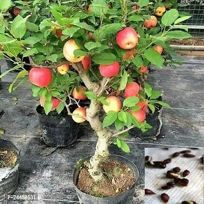Natural Apple Plant