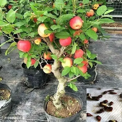 Natural Apple Plant-thumb0