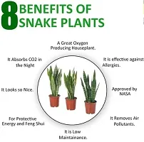 Natural Snake Plant-thumb3