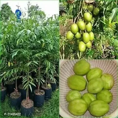 Natural Amra Plant