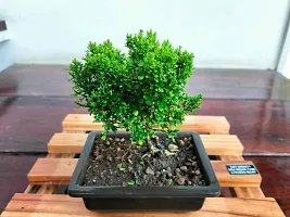 Madhu Kamini Plant-thumb2