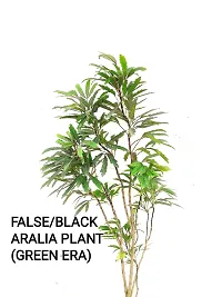 Aralia Plant-thumb4