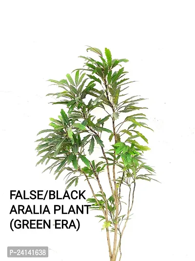 Aralia Plant-thumb5