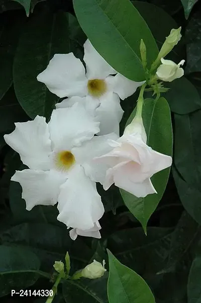 Mandevilla Plant-thumb3