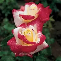 Natural Rose Plant-thumb2