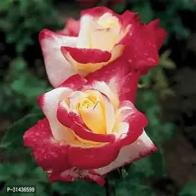 Natural Rose Plant-thumb3