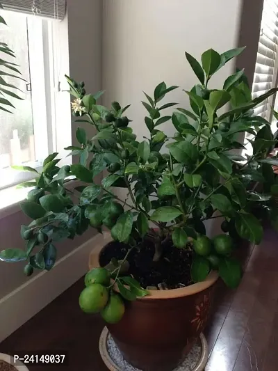 Lemon Plant