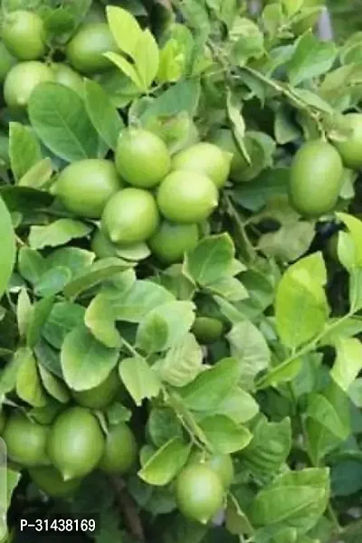 Natural Lemon Plant