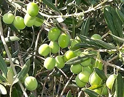 Natural Amla Plant-thumb1