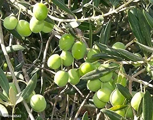 Natural Amla Plant-thumb2