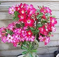 Natural Adenium Plant-thumb1