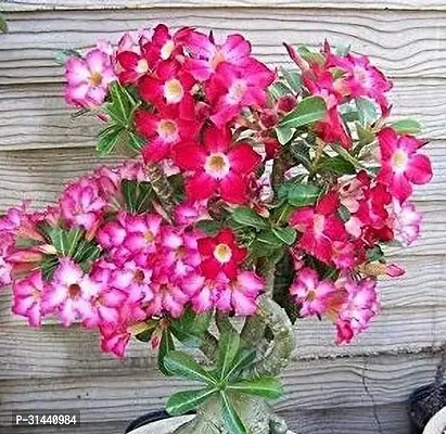 Natural Adenium Plant-thumb2