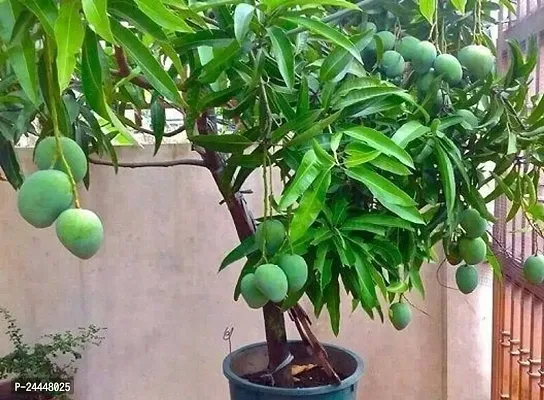 Natural Mango Plant-thumb0