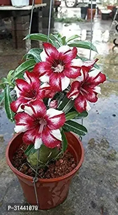 Natural Adenium Plant-thumb0