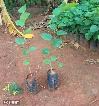 Natural Red Sandalwood Plant