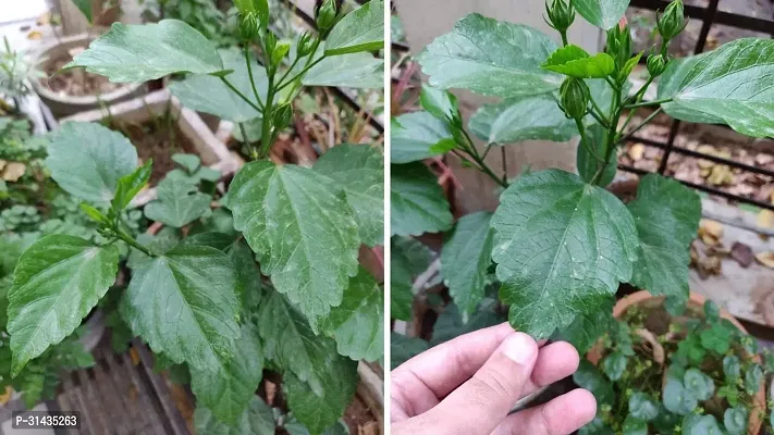 Natural Hibiscus Plant-thumb2