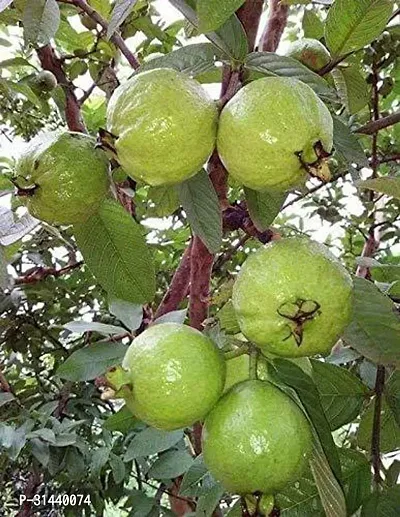 Natural Guava Plant-thumb0