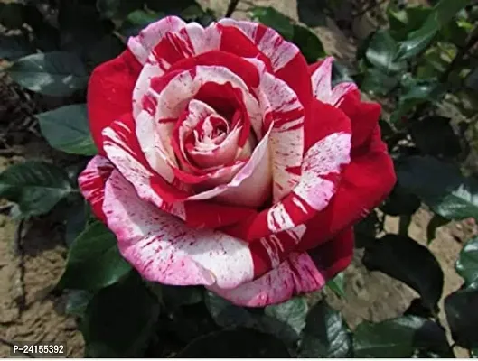 Rose Plant