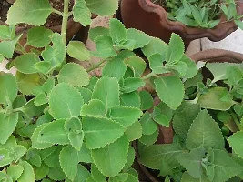 Natural Mexican Mint Plant-thumb2