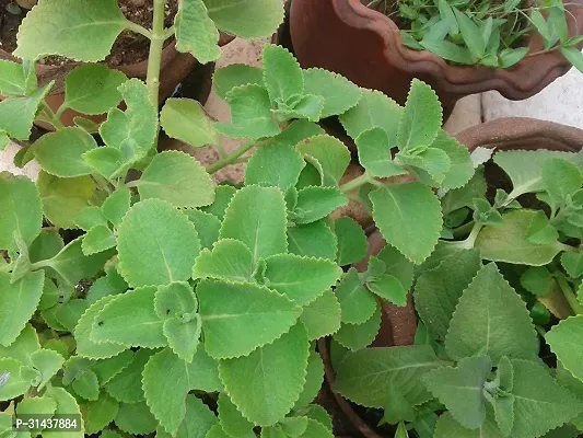 Natural Mexican Mint Plant-thumb3