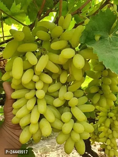 Natural Grapes Plant-thumb0