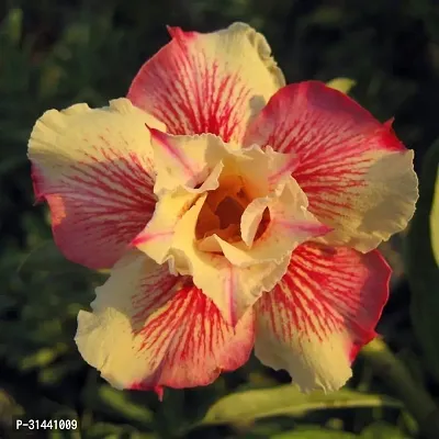 Natural Adenium Plant