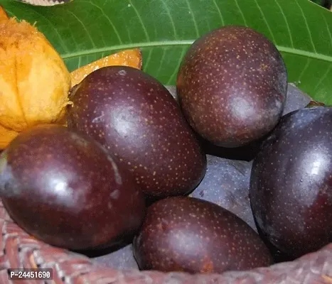 Natural Mango Plant