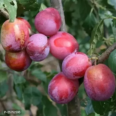 Aloo Bukhara/Plum Plant