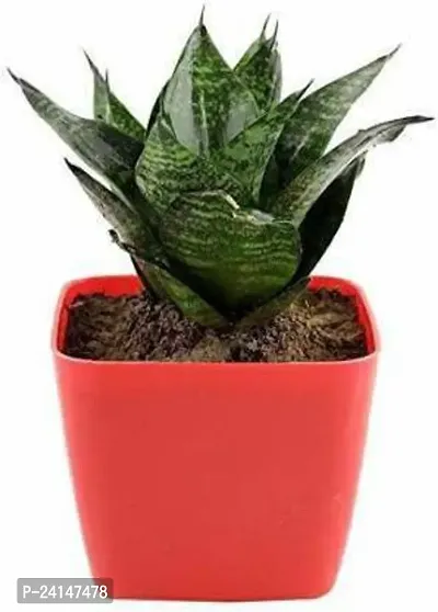 Snake Plant