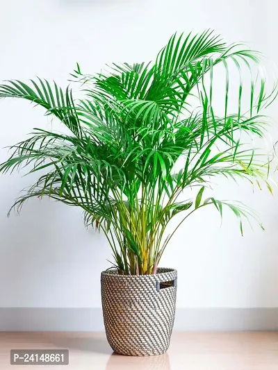 Areca Palm