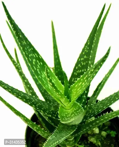 Natural Aloe Vera Plant-thumb3