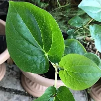 Natural Betel Leaf Plant With Pot-thumb1