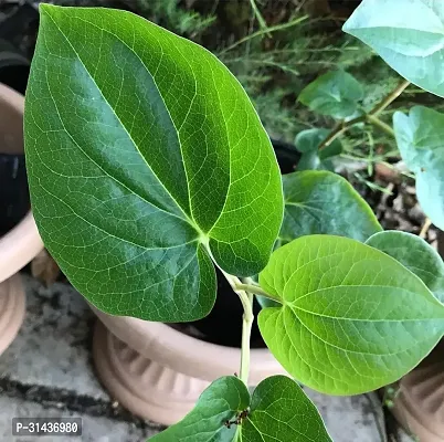 Natural Betel Leaf Plant With Pot-thumb2