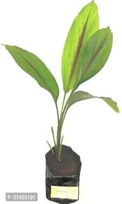 Natural Turmeric Plant With Pot-thumb0