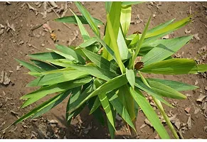 Natural Elaichi/Cardamom Plant-thumb1