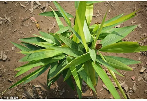 Natural Elaichi/Cardamom Plant-thumb2