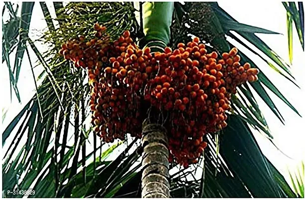 Natural Betel Nut/Supari Plant-thumb0