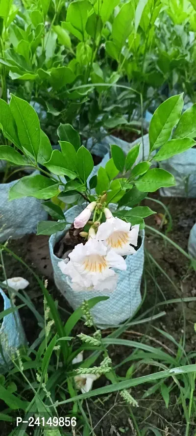 Jasmine Plant