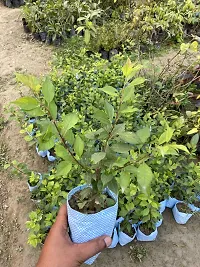 Natural Aloo Bukhara/Plum Plant-thumb3