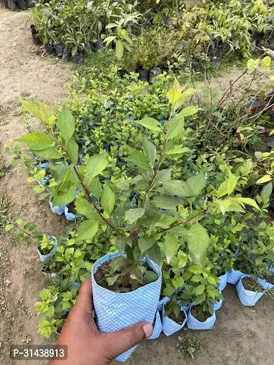 Natural Aloo Bukhara/Plum Plant-thumb4