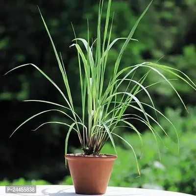 Natural Lemon Grass Plant