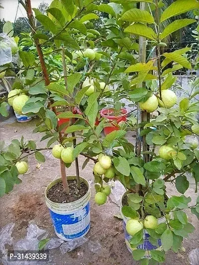 Natural Guava Plant-thumb0