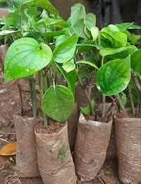 Natural Betel Leaf Plant-thumb1