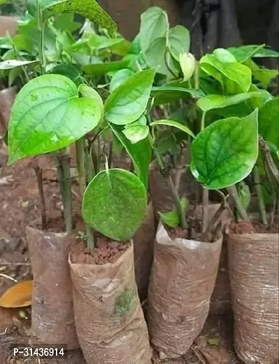 Natural Betel Leaf Plant-thumb2